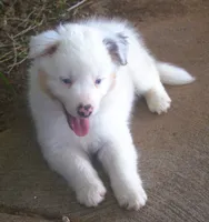 Jake, a male Border Collie for sale in Clay Springs, AZ – 7 of 10