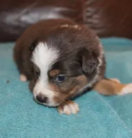 Rowdy, a male Border Collie for sale in Clay Springs, AZ – Photo 2 of 6