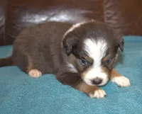 Rowdy, a male Border Collie for sale in Clay Springs, AZ – Photo 6 of 6