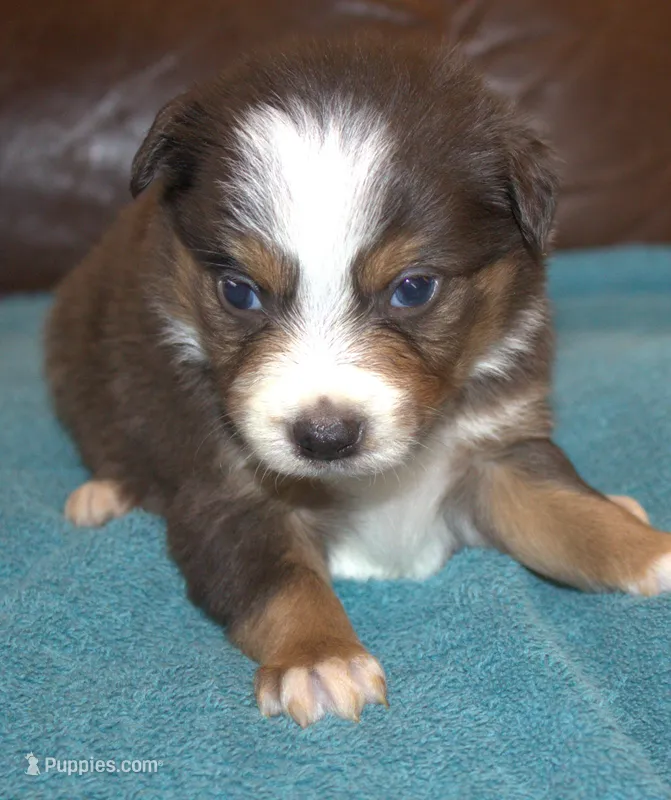 Rowdy – Border Collie puppy for sale in Clay Springs, AZ
