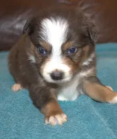 Rowdy, a male Border Collie for sale in Clay Springs, AZ – Photo 1 of 6