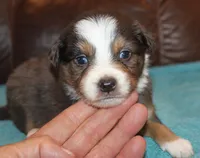 Rowdy, a male Border Collie for sale in Clay Springs, AZ – Photo 5 of 6