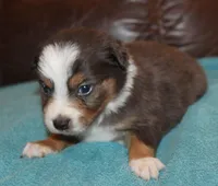 Rowdy, a male Border Collie for sale in Clay Springs, AZ – Photo 3 of 6