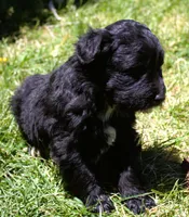 Tess, a female Bordoodle for sale in Clay Springs, AZ – 4 of 5