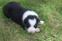 Gypsy, a female Border Collie for sale in Clay Springs, AZ – 4 of 6