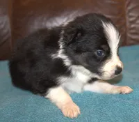 Rex, a male Border Collie for sale in Clay Springs, AZ – Photo 3 of 5