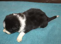 Rex, a male Border Collie for sale in Clay Springs, AZ – Photo 5 of 5