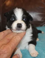 Rex, a male Border Collie for sale in Clay Springs, AZ – Photo 1 of 5