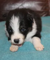 Rex, a male Border Collie for sale in Clay Springs, AZ – Photo 4 of 5