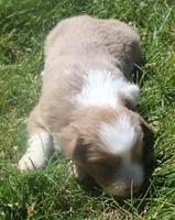 Libby, a female Border Collie for sale in Clay Springs, AZ – 2 of 5