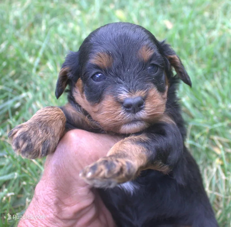 Lexxy – Cavapoo puppy for sale in Clay Springs, AZ