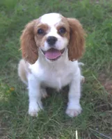 AKC Ruger, a male Cavalier King Charles Spaniel for sale in Clay Springs, AZ – 2 of 7