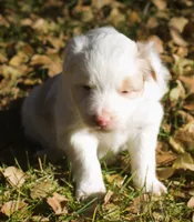 tessie, a female Border Collie for sale in Clay Springs, AZ – Photo 6 of 9