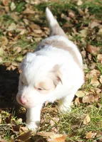tessie, a female Border Collie for sale in Clay Springs, AZ – Photo 2 of 9