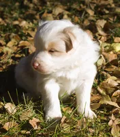 tessie, a female Border Collie for sale in Clay Springs, AZ – Photo 5 of 9