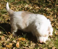 tessie, a female Border Collie for sale in Clay Springs, AZ – Photo 8 of 9