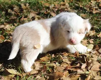 tessie, a female Border Collie for sale in Clay Springs, AZ – Photo 3 of 9