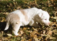 tessie, a female Border Collie for sale in Clay Springs, AZ – Photo 4 of 9