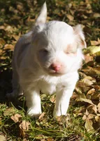 tessie, a female Border Collie for sale in Clay Springs, AZ – Photo 7 of 9