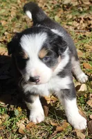 Amber, a female Border Collie for sale in Clay Springs, AZ – Photo 1 of 8