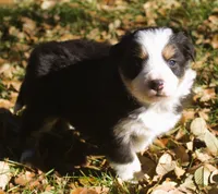 Amber, a female Border Collie for sale in Clay Springs, AZ – Photo 4 of 8
