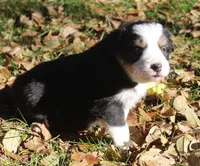 Amber, a female Border Collie for sale in Clay Springs, AZ – Photo 5 of 8