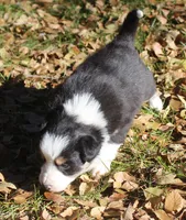 Amber, a female Border Collie for sale in Clay Springs, AZ – Photo 3 of 8