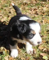 Amber, a female Border Collie for sale in Clay Springs, AZ – Photo 2 of 8