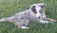 Rover, a male Border Collie for sale in Clay Springs, AZ – 6 of 10