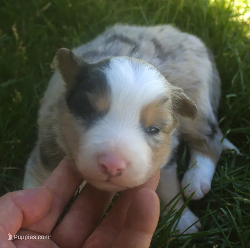 Rover – Border Collie puppy for sale in Clay Springs, AZ