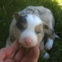 Rover, a male Border Collie for sale in Clay Springs, AZ – 1 of 7