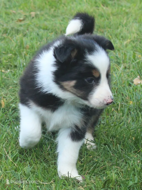 Gypsy – Border Collie puppy for sale in Clay Springs, AZ