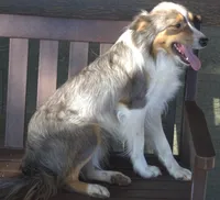 Grit, a male Border Collie for sale in Clay Springs, AZ – 7 of 8