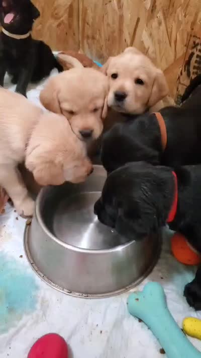 Facility video