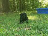 Major Barker, a male Golden Retriever and Labrador Retriever for sale in Clinton, SC – 6 of 9