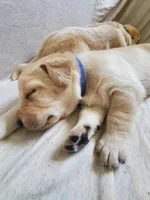 Buster, a male Golden Retriever and Labrador Retriever for sale in Clinton, SC – 3 of 7