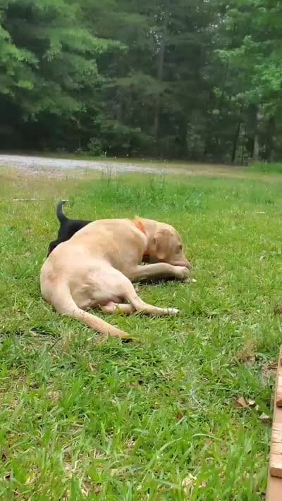 Maisy , a female Golden Retriever and Labrador Retriever for sale in Clinton, SC – 8 of 10