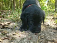 Rosie, a female Golden Retriever and Labrador Retriever for sale in Clinton, SC – 7 of 10
