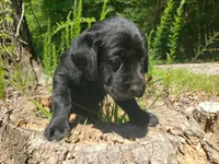 Rosie, a female Golden Retriever and Labrador Retriever for sale in Clinton, SC – 5 of 10