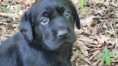 Rosie, a female Golden Retriever and Labrador Retriever for sale in Clinton, SC – 10 of 10