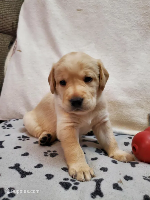 Buster – Golden Retriever, Labrador Retriever puppy for sale in Clinton, SC