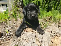 Rosie, a female Golden Retriever and Labrador Retriever for sale in Clinton, SC – 4 of 10