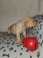 Winnie, a female Golden Retriever and Labrador Retriever for sale in Clinton, SC – 3 of 5