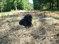 Daisy, a female Golden Retriever and Labrador Retriever for sale in Clinton, SC – 5 of 7