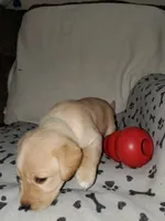 Winnie, a female Golden Retriever and Labrador Retriever for sale in Clinton, SC – 2 of 5