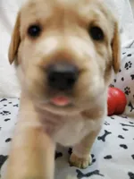 Buster, a male Golden Retriever and Labrador Retriever for sale in Clinton, SC – 5 of 7