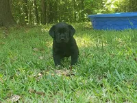 Major Barker, a male Golden Retriever and Labrador Retriever for sale in Clinton, SC – 2 of 9