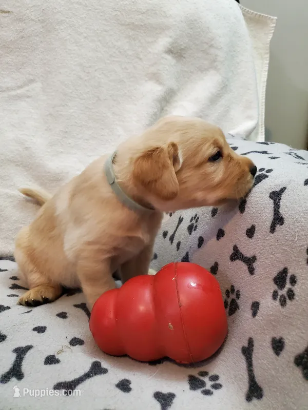 Winnie – Golden Retriever, Labrador Retriever puppy on hold in Clinton, SC