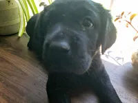 Rosie, a female Golden Retriever and Labrador Retriever for sale in Clinton, SC – 3 of 10
