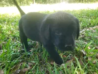 Major Barker, a male Golden Retriever and Labrador Retriever for sale in Clinton, SC – 3 of 9